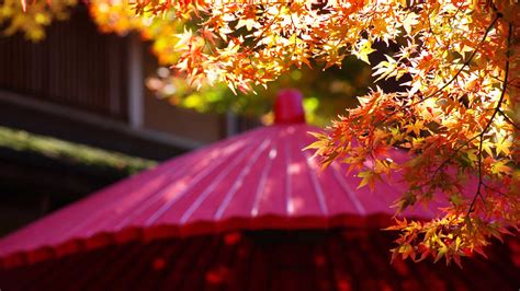 Autumn Colors In Hakone 7 Places To Admire Fall In All