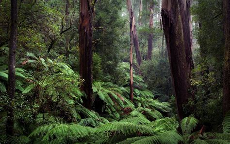 Rainforest Backgrounds 60 Images