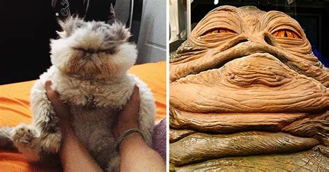 20 Cats That Freakishly Resemble Other Things