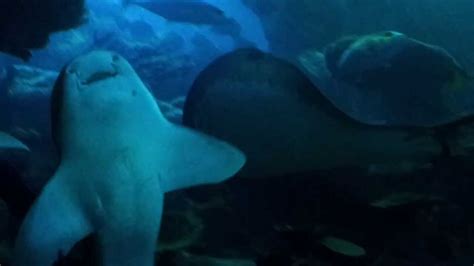 The Deep Aquarium Hull Uk Video 2 Youtube
