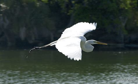 Great White Heron In Flight By Larry Grayam Redbubble