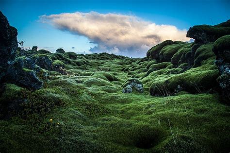 The Mossy Lava Fields Of Iceland Amusing Planet