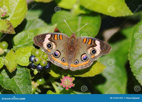 Common Buckeye Butterfly Stock Image Image Of Wildlife 21631257