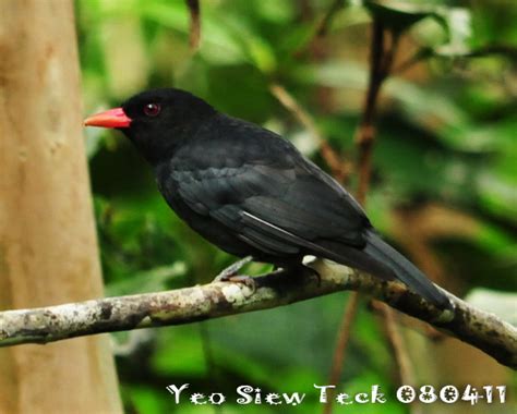 Black Oriole Birdforum Opus Birdforum