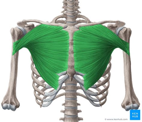 Большая грудная мышца анатомия триггерные точки тейпирование