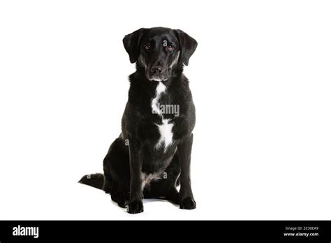 Black Australian Shepherd And Labrador Mixed Breed Dog Portrait Of Pet