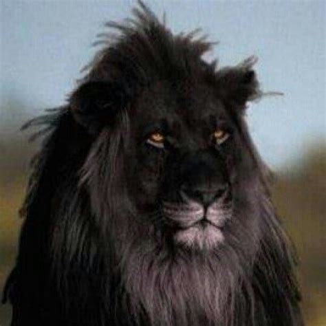 Rare Black Lion Beautiful Animals Pinterest