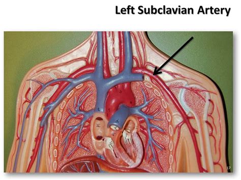 Left Subclavian Artery The Anatomy Of The Arteries Visua Flickr