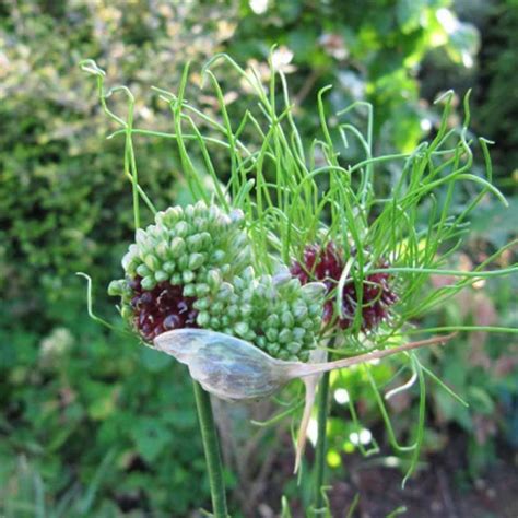 Allium Hair Ail d ornement ou Ail des vignes chevelu très original