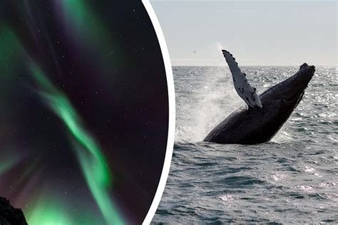 Whale Watching And Northern Lights Half Day Combo Tour 2024 Reykjavik