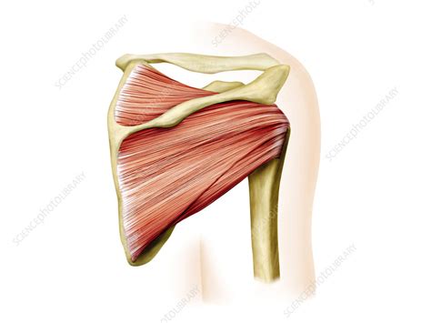 Shoulder Muscles Artwork Stock Image C0207436 Science Photo Library