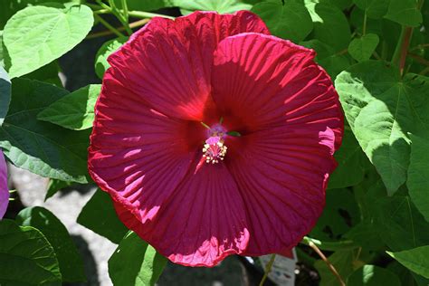 Giant Red Hibiscus Bloom At Sunrise Photograph By Robert Tubesing