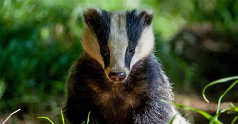Wildlife Trust Issues Message To Government Over Badger