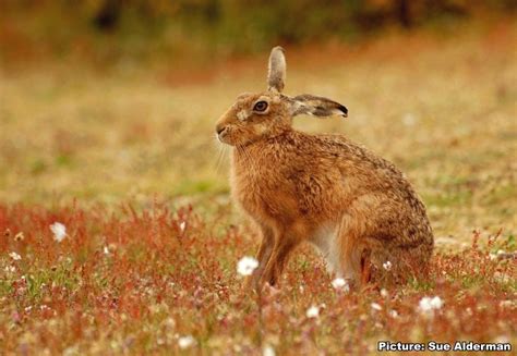 Brown Hare History And Status The Hare Preservation Trust