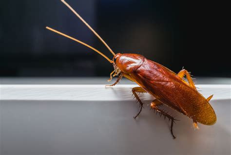 A Quick Guide To Handling American Roaches Planet Friendly Pest Control