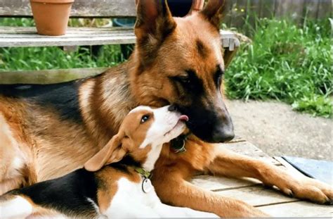 Beagle And German Shepherd Mix Common Information And