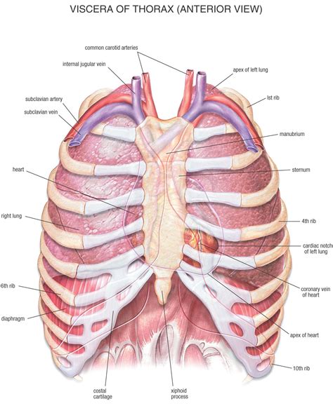 The muscular system consists of various types of muscle that each play a crucial role in the function of the body. Lab 3 at Carolinas College of Health Sciences - StudyBlue