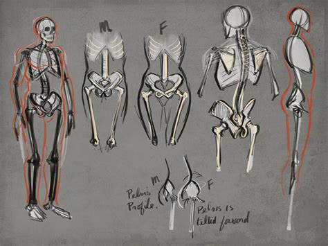 Anatomy Skeleton Drawing At Getdrawings Free Download