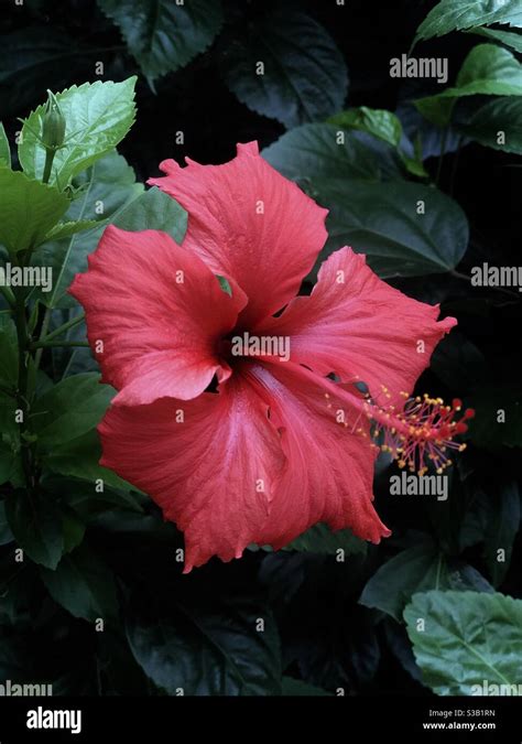 Red Gumamela Hi Res Stock Photography And Images Alamy