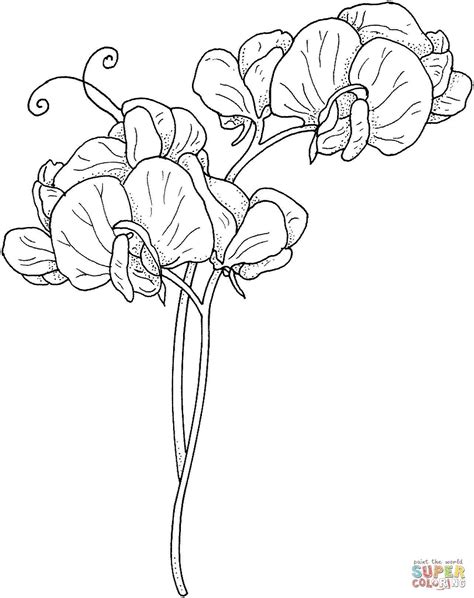 Flower Vine Coloring Pages At Free Printable