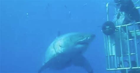 Watch This Diver Try And High Five The Largest Shark Weve Ever Seen