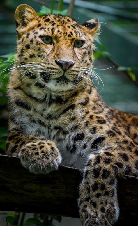 Amur Leopard Amur Leopard Big Cats Feline