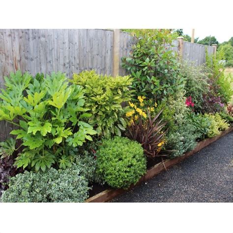 Small Evergreen Perennials Uk Garden Design Ideas Clever Low