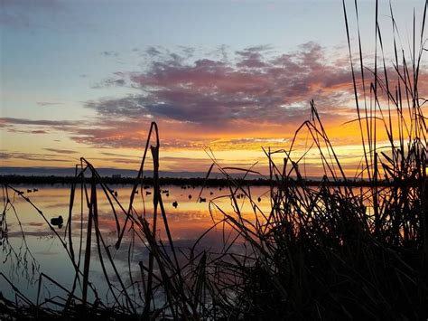 Butte county public health phone: Sunrise Over Duck Decoys: Chico's Photo Of The Week ...
