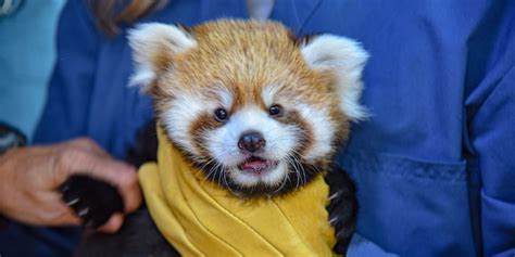 The Calgary Zoos Red Panda Cub Is Officially Ready For