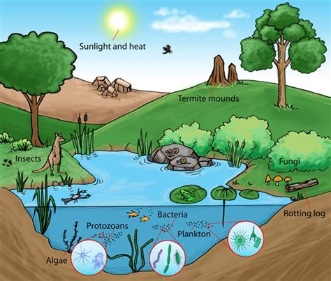 Ecology Abiotic And Biotic Vocabulary Aca Grade 8 Science