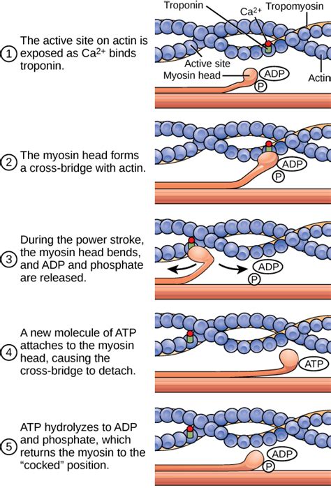 Muscle Contraction And Locomotion Biology I