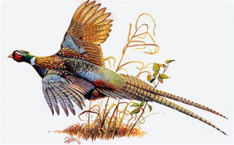 Pheasant Images Clip Art Clip Art Library