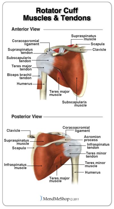 The shoulder has about eight muscles that attach to the scapula, humerus, and clavicle. Anatomy of the Shoulder and Rotator Cuff