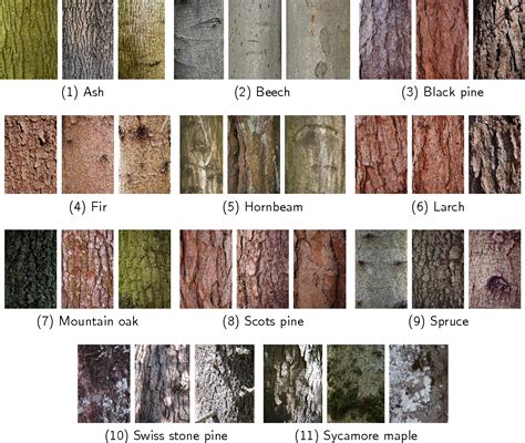 Tree Identification Chart