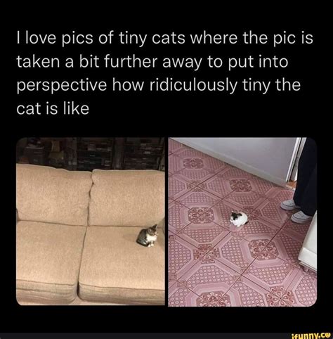 I Love Pics Of Tiny Cats Where The Pic Is Taken A Bit Further Away To