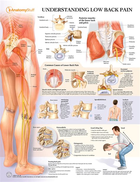 Intermediate back muscles and c. Back Muscle Pain Chart : Referred Pain - Osteopathy ...