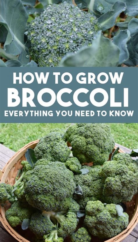 How To Grow Broccoli Easy Beginners Guide · Hidden Springs Homestead