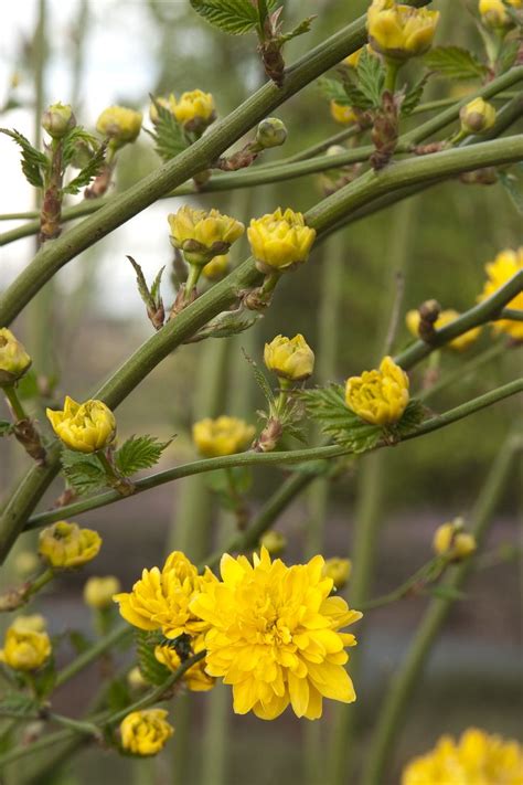 56 Best Images About Shrubs On Pinterest