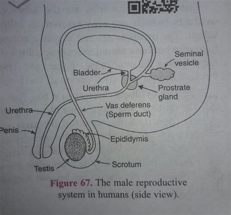 Discussion about the human reproductive system with. Easy Steps to Draw Human Male Reproductive System [Class ...