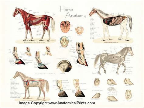 Horse Equine Anatomy Poster 18 X 24