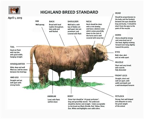 Heartland Highland Cattle Association Highland Breed