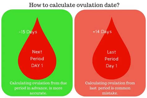 Ovulation Symptoms Top 15 Fertility Signs Every Woman Should Know