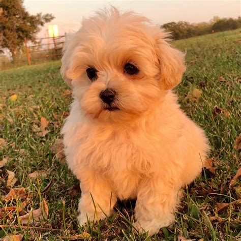 The apricot maltipoo is among the top wanted colors of maltipoo because they appear like a sweet little teddy. MALTIPOO (MALTESE × POODLE) | FEMALE | ID:2451-CCS - Central Park Puppies