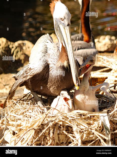 Mother Pelican With Baby Bird Hi Res Stock Photography And Images Alamy