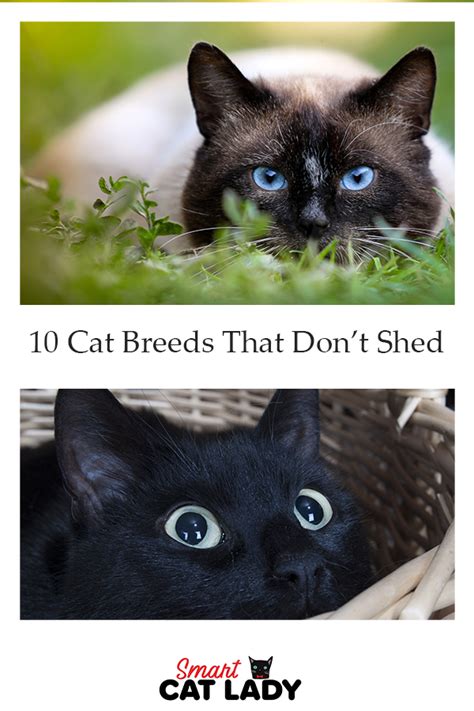 All cats (except hairless ones) will shed to some extent. 10 Cat Breeds That Don't Shed in 2020 | Cat breeds, Cats ...