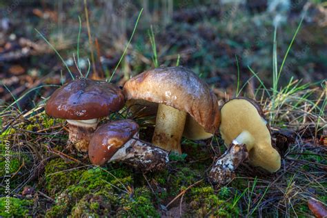 Boletus Suillus Luteus Ejemplares De Boleto Anillado Viscoso En Un