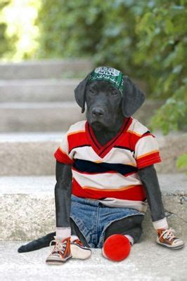 19 best nice look dude images on Pinterest | Funny animals, Hilarious animals and Funny animal