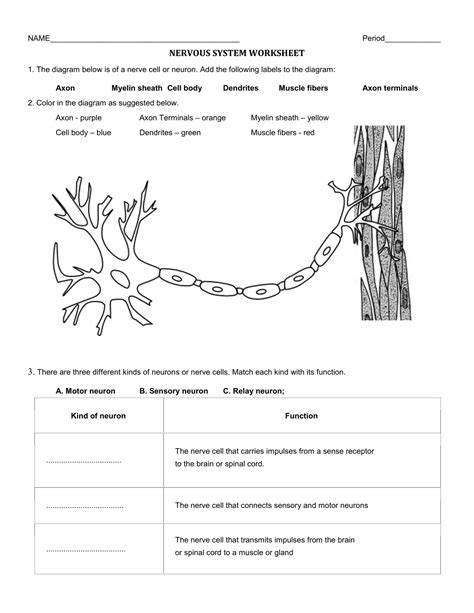 Worksheet The Nervous System Worksheet Grass Fedjp Worksheet Study Site My Xxx Hot Girl
