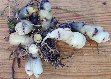 In unserem garten haben wir im laufe der zeit drei hochbeete angelegt, in denen wir verschiedene gemüsesorten biologisch anbauen. Mashua, Knollenkapuzinerkresse im Garten anbauen