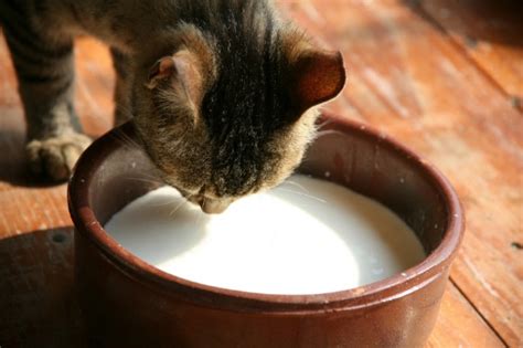 Introducing foods the american academy of pediatrics recommends breastfeeding as the sole source of nutrition for your baby for about 6 months. 7 People foods your pet shouldn't eat